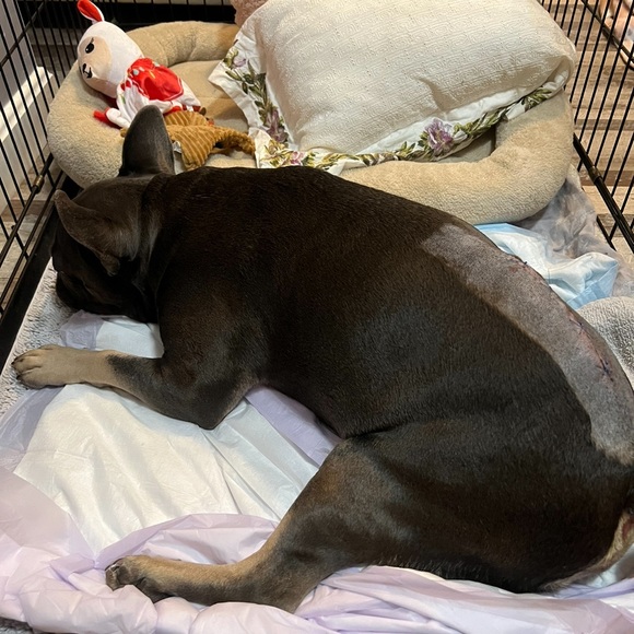 Meet your Posher, Gina - Picture 2 of 3